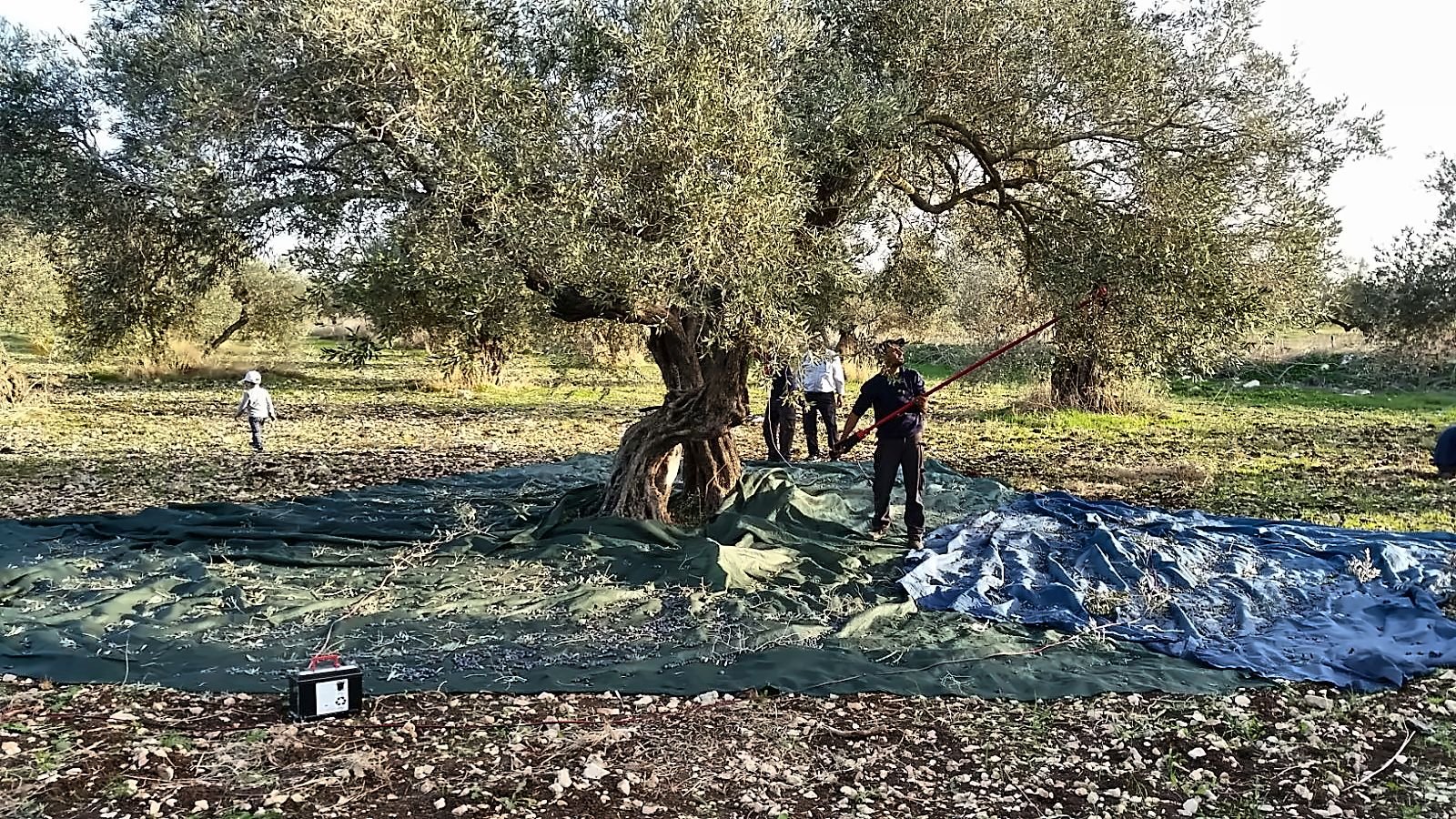 A grove of old olive trees with blue and green nets laid out between them