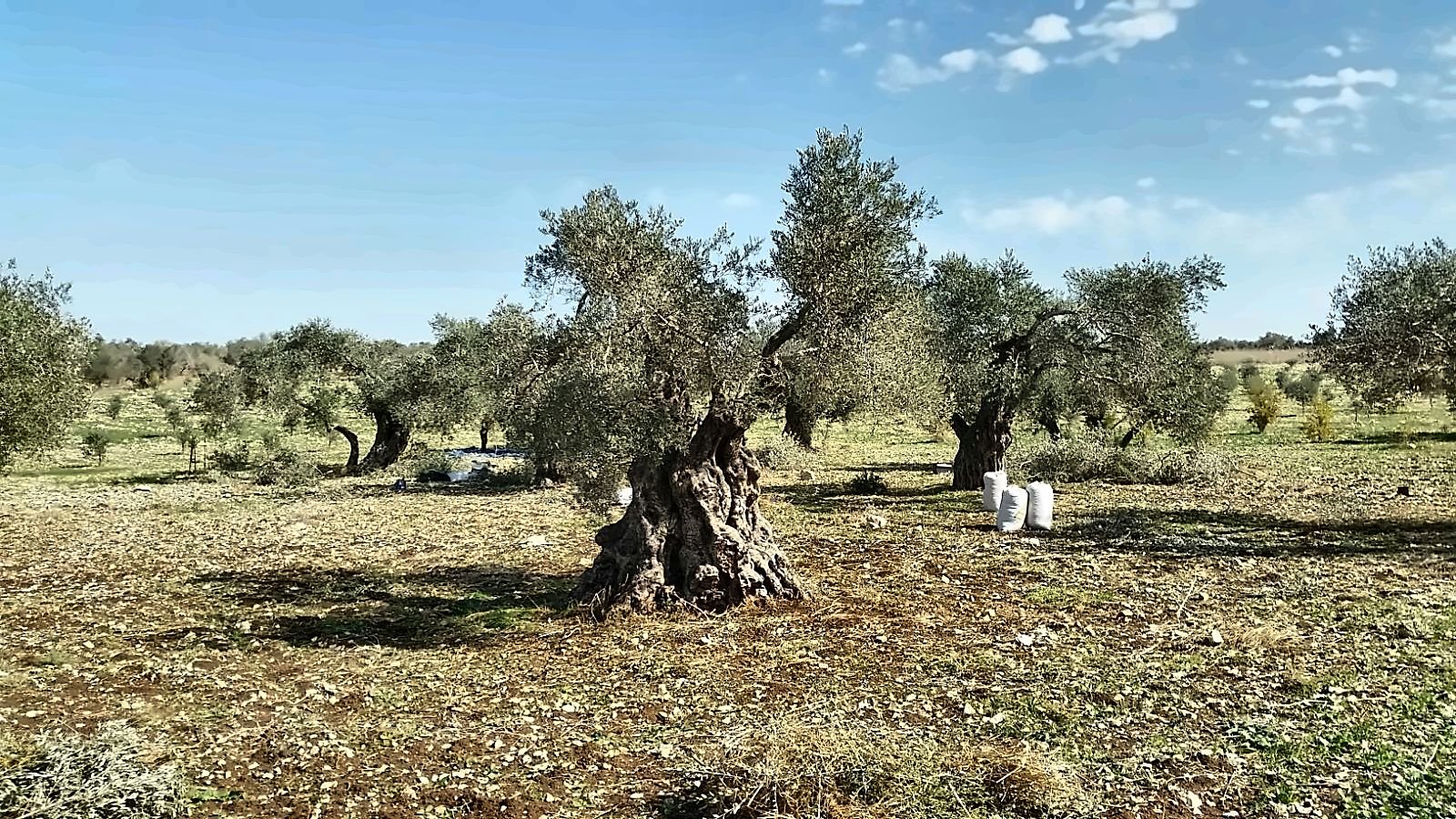 Old olive trees with thick, twisted trunks in a wide grove under a blue sky