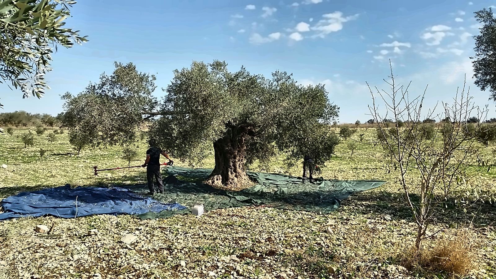 A row of old olive trees with harvest nets at their feet