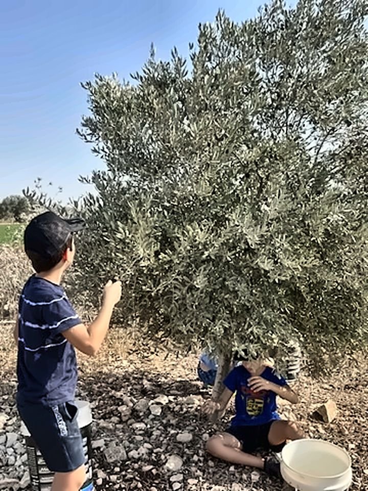 A boy picking olives by hand while another child sits by a bucket