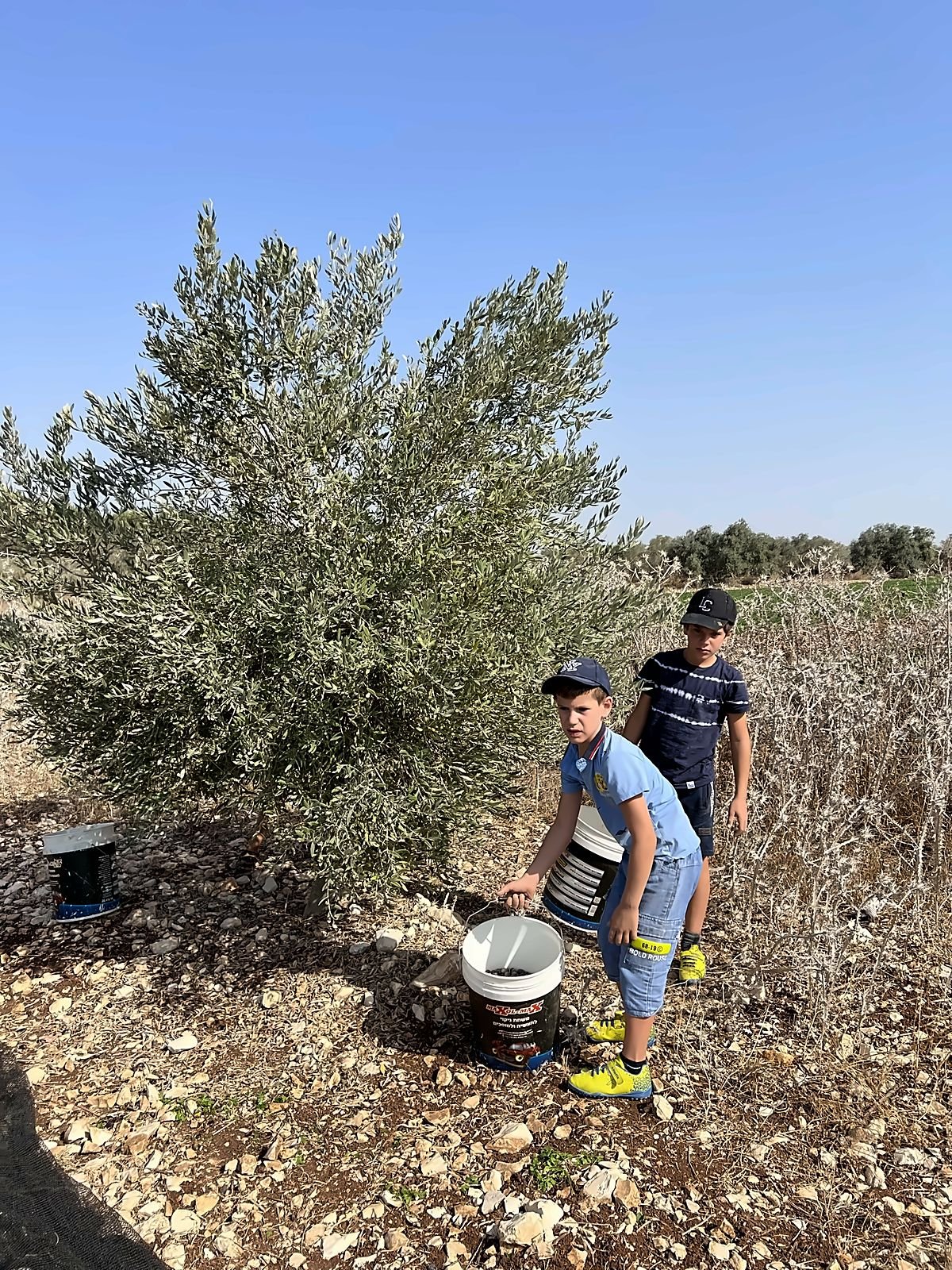 Two boys with buckets under a young olive tree
