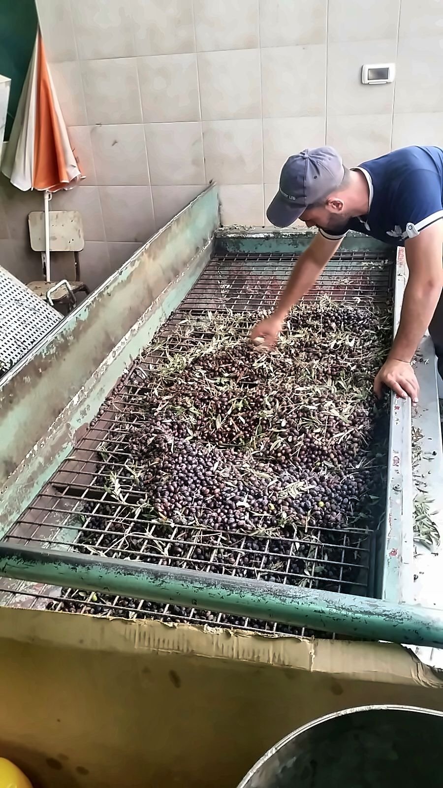 A man checking olives on a sorting grid at the press