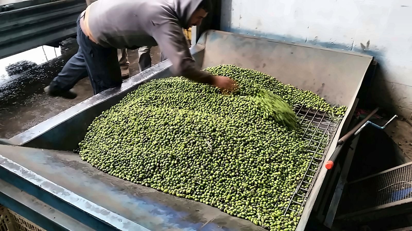 A pile of fresh green olives on a steel grid