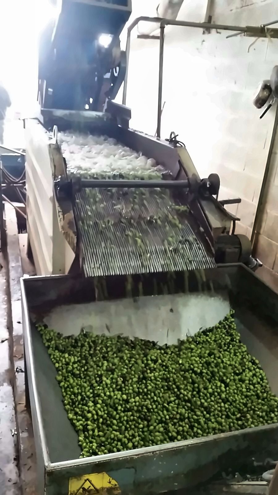 Olives moving through a washing machine at the press