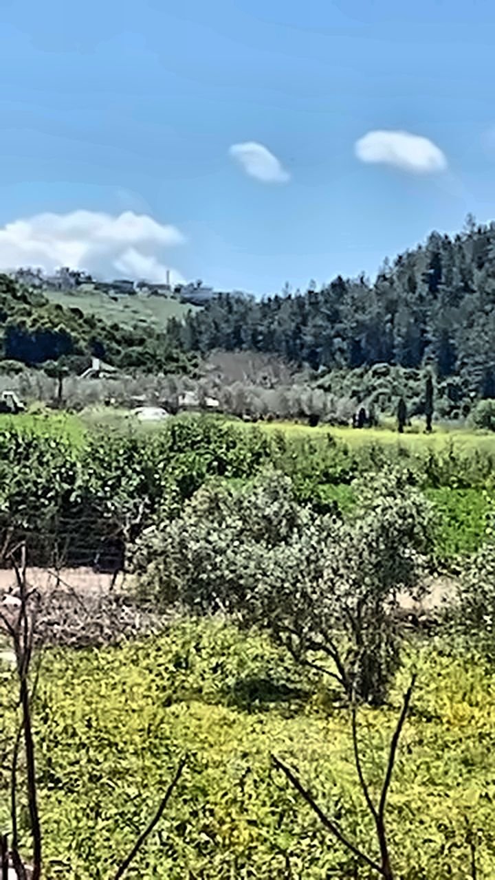 Olive trees and green fields in a valley with wooded hills